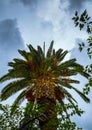 Big green palm tree with storm clouds looming over - shot from below