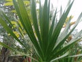 Big green pandan leaves in the garden Royalty Free Stock Photo