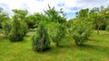 Big green park in the city