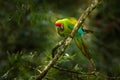 Big green parrot Great-Green Macaw on tree, Ara ambigua, Wild rare bird in the nature habitat, sitting on the branch in Costa Rica