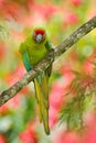 Big green parrot Great-Green Macaw on tree, Ara ambigua, Wild rare bird in the nature habitat, sitting on the branch in Costa Rica Royalty Free Stock Photo