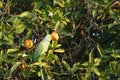 A big green parrot with a yellow beak sits on an orange tree and eats fruits Royalty Free Stock Photo