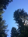 Big pine trees against blue sky at sunny day Royalty Free Stock Photo
