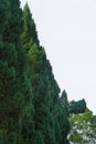 The big green pine trees Royalty Free Stock Photo