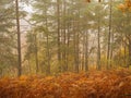 Big green pine trees growing out of a yellow fern in misty forest on autumn day Royalty Free Stock Photo