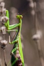 Big green praying mantis on dried lavender flowers Royalty Free Stock Photo