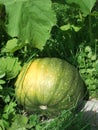 A big green pumpkin is on the ground among leaves and grass Royalty Free Stock Photo