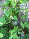 A big green pumpkin is hanging on it`s stem Royalty Free Stock Photo