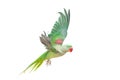 Big green ringed or Alexandrine parakeet on white Royalty Free Stock Photo