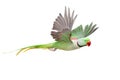 Big green ringed or Alexandrine parakeet on white