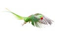 Big green ringed or Alexandrine parakeet on white