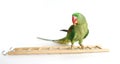 Big green ringed or Alexandrine parrot