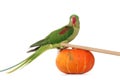 Big green ringed or Alexandrine parrot