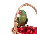 Big green ringed or Alexandrine parrot Royalty Free Stock Photo
