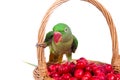 Big green ringed or Alexandrine parrot Royalty Free Stock Photo