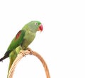 Big green ringed or Alexandrine parrot on white background