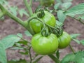 Big green ripening tomato fruits outdoors Royalty Free Stock Photo