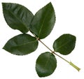 Big green rose leaf