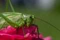 Big green saber grasshopper sits on a rose and eats Royalty Free Stock Photo