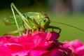 Big green saber grasshopper sits on a rose and eats Royalty Free Stock Photo