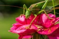 Big green saber grasshopper sits on a rose and eats Royalty Free Stock Photo