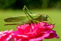 Big green saber grasshopper sits on a rose and eats Royalty Free Stock Photo