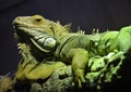 Big green scaly Iguana basking on a tree branch