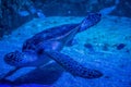 Big green sea turtle in aquarium Royalty Free Stock Photo