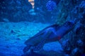 Big green sea turtle in aquarium Royalty Free Stock Photo