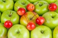 Big green and small red crab apples Royalty Free Stock Photo