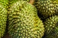 Big green spiny fruit strongly smelling smelly, the royal fruit of Thailand. Exotic fruit close-up