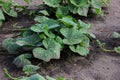 Big green spotted leaves of pumpkin plant growing on black soil.