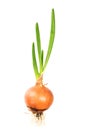 Big Green sprouted onion with root