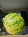 A big green striped watermelon lying on a wooden living room table. The fruit is still uncut, but ripe to be cut and sliced into Royalty Free Stock Photo