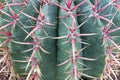 Big green succulent cactus with long flat needles closeup