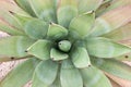 Big green succulent plant with thorn Royalty Free Stock Photo