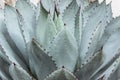 Big green succulent plant with thorn Royalty Free Stock Photo