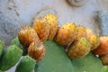 Big, green succulent Prickly pear cactus leaves with orange fruits. Royalty Free Stock Photo