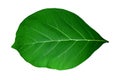 Big green teak leaf, bright green, is a natural leaf and wild plant, taken in close up. With clear details On a horizontal Royalty Free Stock Photo