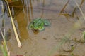 Big green toad sitting in a pond Royalty Free Stock Photo
