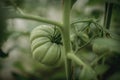 Big green tomato on a bush Royalty Free Stock Photo