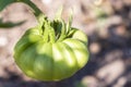 Big green tomato on a close-up of a garden Royalty Free Stock Photo