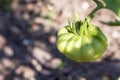 Big green tomato on a close-up of a garden Royalty Free Stock Photo