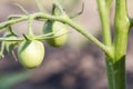 Big green tomato on a close-up of a garden. healthy food Royalty Free Stock Photo