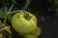 Big green tomato close-up, soft focus. Close up of a big tomato hanging on the vein in the garden Royalty Free Stock Photo