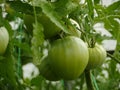 Big green tomato fruits on the branches Royalty Free Stock Photo