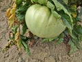 A big green tomato in the garden Royalty Free Stock Photo