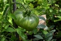 Big green tomato grows on the tomato bush in rural garden Royalty Free Stock Photo