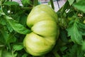 Green big tomatoe among green leaves, plant Royalty Free Stock Photo