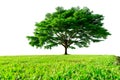 Big green tree with beautiful branches and green grass field isolated on white background. Lawn in garden on summer. Sunshine to Royalty Free Stock Photo